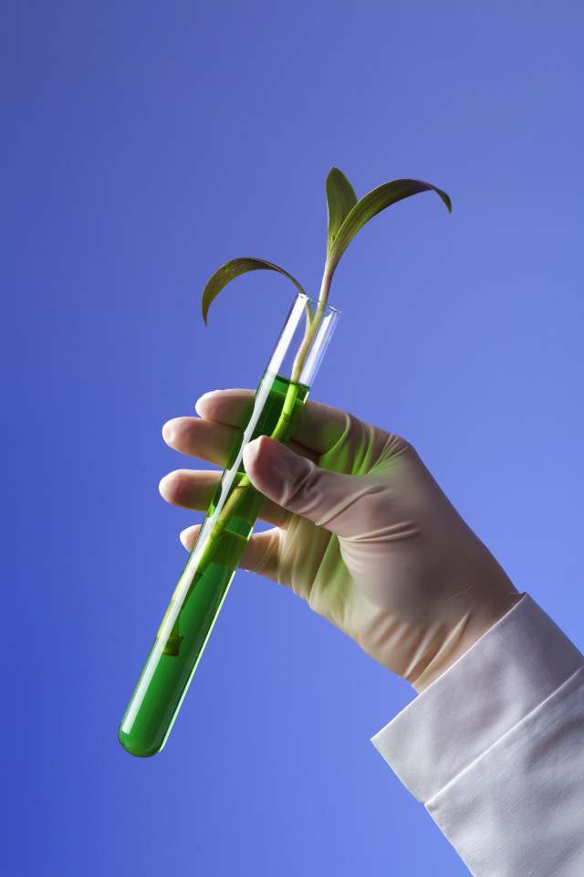 A plant in a test tube being held by a hand